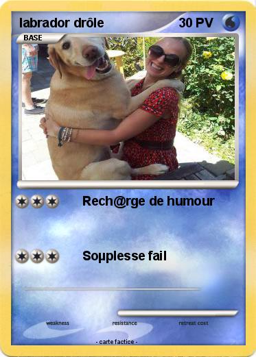 Pokemon labrador drôle