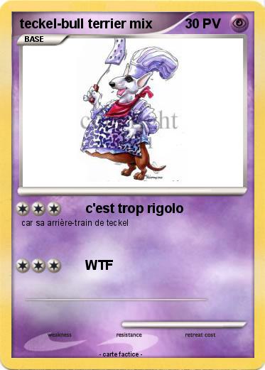 Pokemon teckel-bull terrier mix