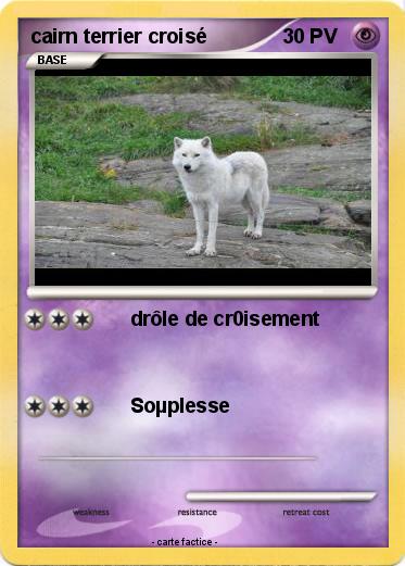Pokemon cairn terrier croisé
