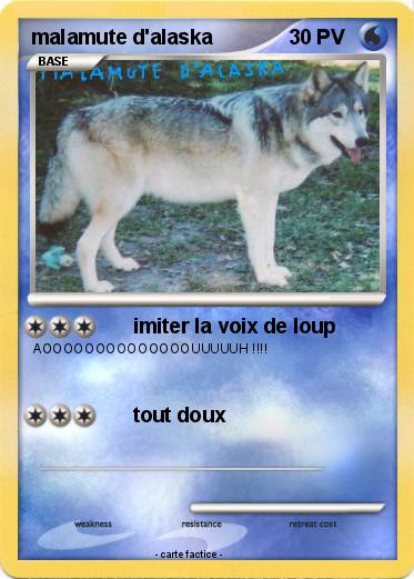 Pokemon malamute d'alaska