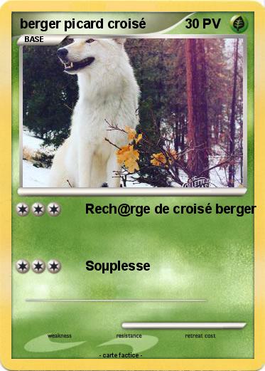 Pokemon berger picard croisé