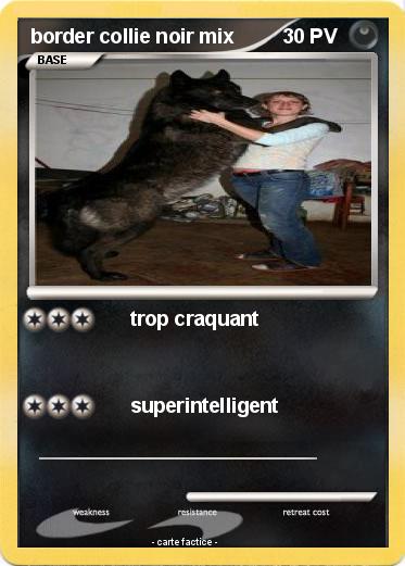 Pokemon border collie noir mix