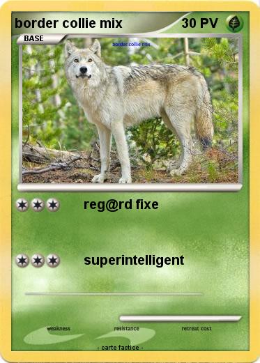 Pokemon border collie mix