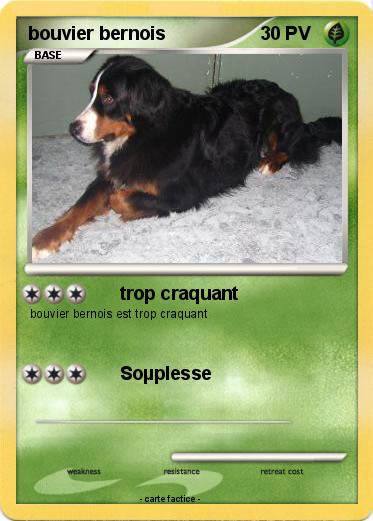 Pokemon bouvier bernois