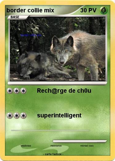 Pokemon border collie mix