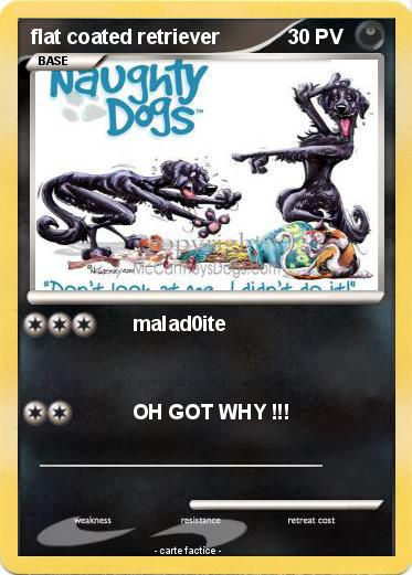 Pokemon flat coated retriever