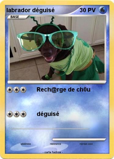 Pokemon labrador déguisé