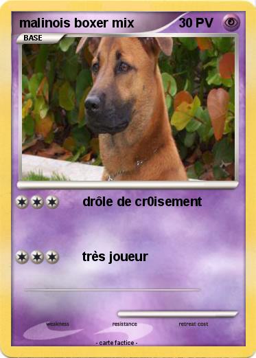 Pokemon malinois boxer mix