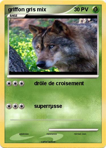 Pokemon griffon gris mix