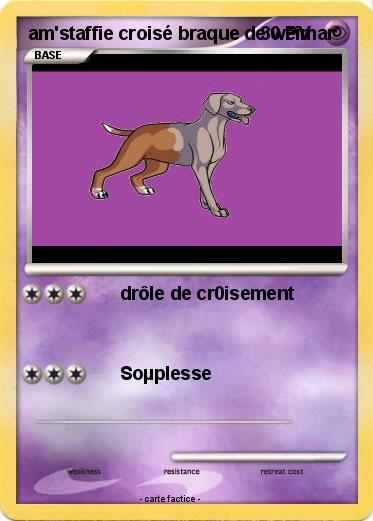 Pokemon am'staffie croisé braque de weimar