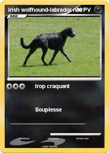 Pokemon irish wolfhound-labrador noir