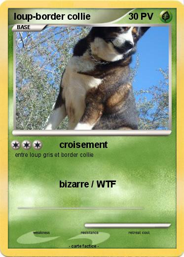 Pokemon loup-border collie
