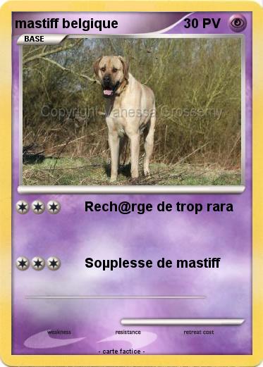 Pokemon mastiff belgique