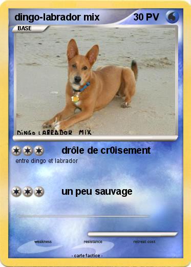 Pokemon dingo-labrador mix
