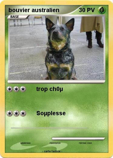 Pokemon bouvier australien
