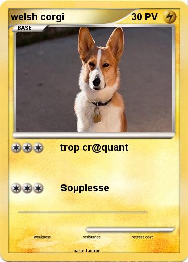 Pokemon welsh corgi