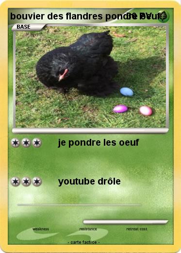 Pokemon bouvier des flandres pondre oeuf