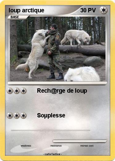 Pokemon loup arctique