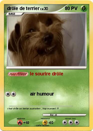 Pokemon drôle de terrier