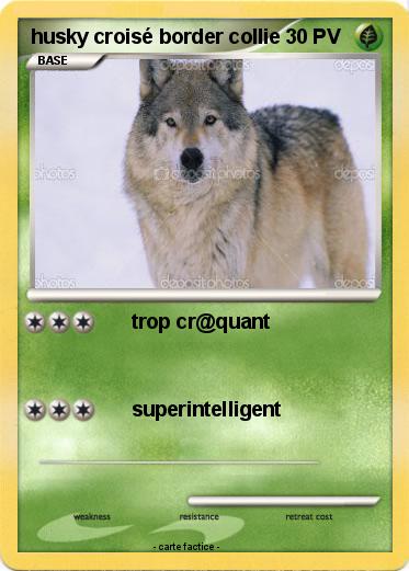 Pokemon husky croisé border collie