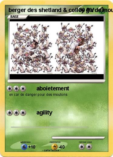 Pokemon berger des shetland & colley garde moutons