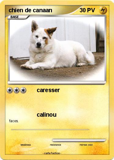 Pokemon chien de canaan