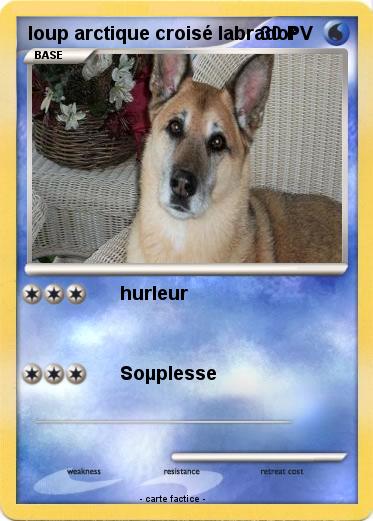 Pokemon loup arctique croisé labrador