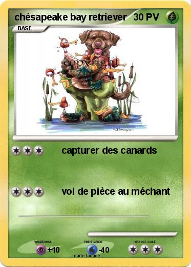 Pokemon chésapeake bay retriever