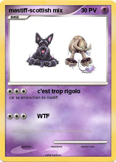 Pokemon mastiff-scottish mix