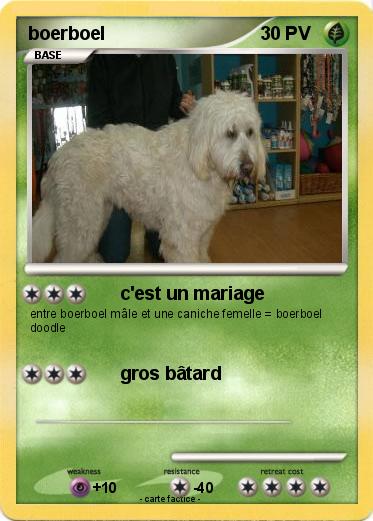 Pokemon boerboel