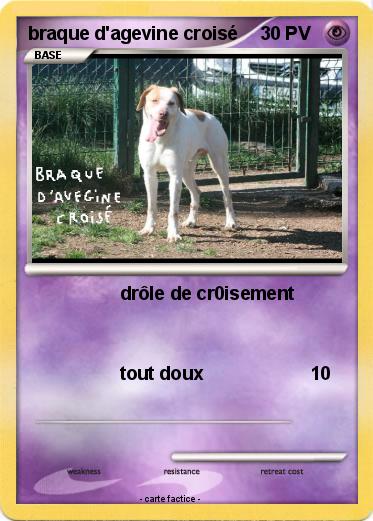 Pokemon braque d'agevine croisé