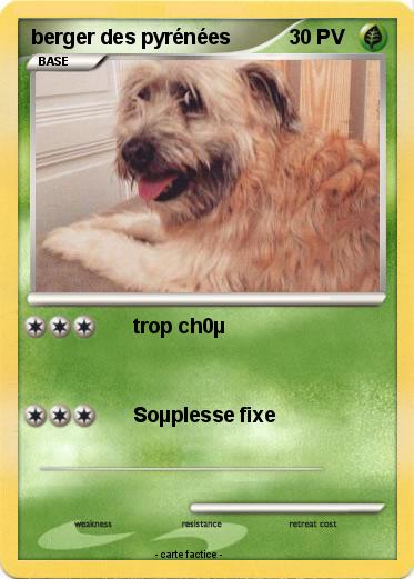 Pokemon berger des pyrénées