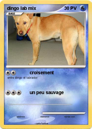 Pokemon dingo lab mix