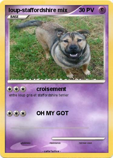 Pokemon loup-staffordshire mix