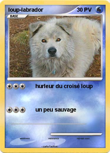 Pokemon loup-labrador