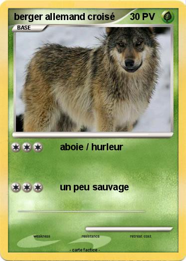 Pokemon berger allemand croisé