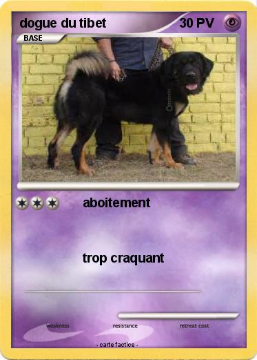Pokemon dogue du tibet