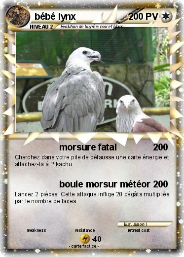 Pokemon bébé lynx