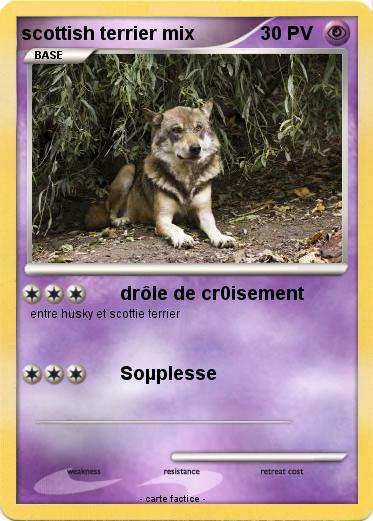 Pokemon scottish terrier mix