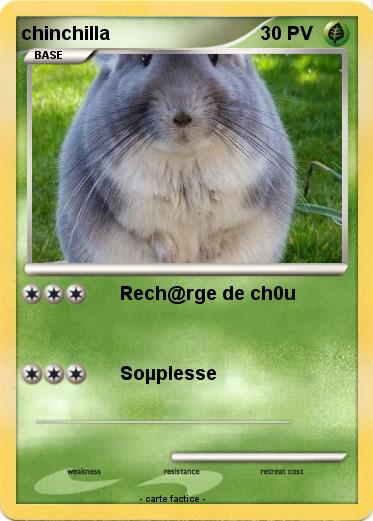 Pokemon chinchilla