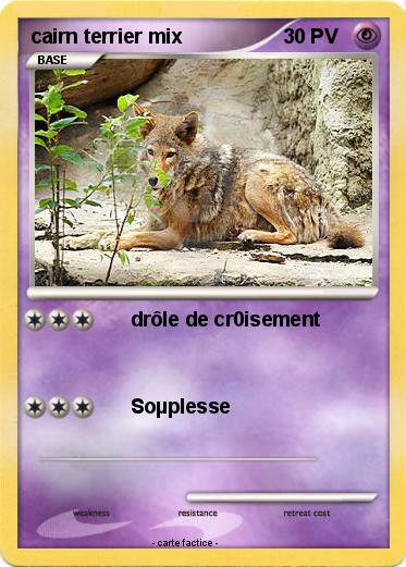 Pokemon cairn terrier mix