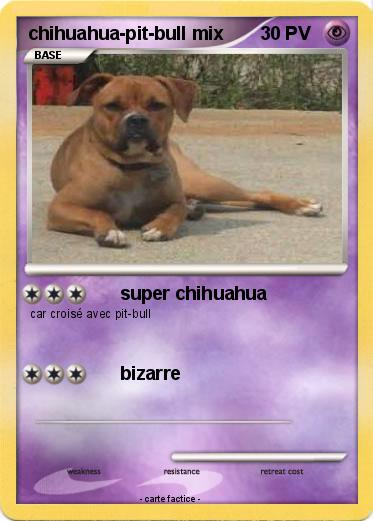Pokemon chihuahua-pit-bull mix