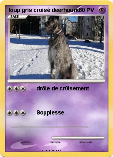 Pokemon loup gris croisé deerhound