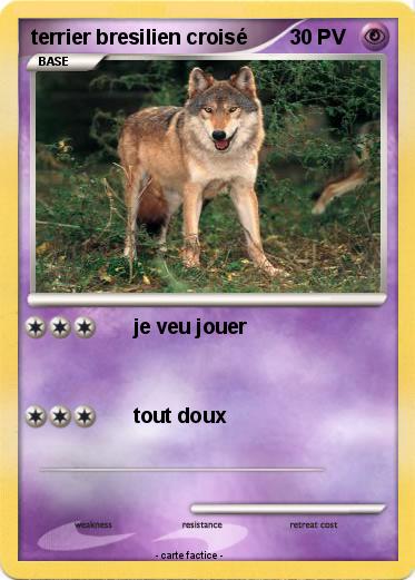 Pokemon terrier bresilien croisé
