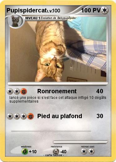 Pokemon Pupispidercat