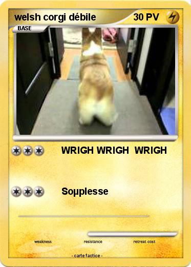 Pokemon welsh corgi débile