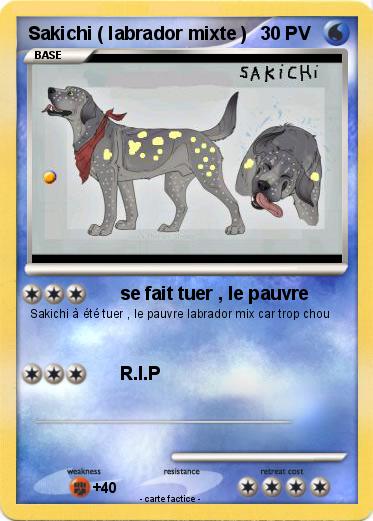 Pokemon Sakichi ( labrador mixte )