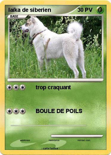 Pokemon laïka de siberien