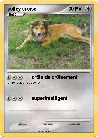 Pokemon colley croisé