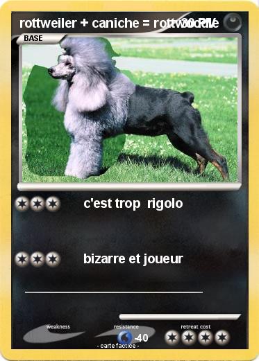 Pokemon rottweiler + caniche = rottwoodle